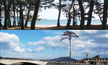 高田松原・防災メモリアル公園が有する、市街地を津波から防御するための防潮堤等へ寄付