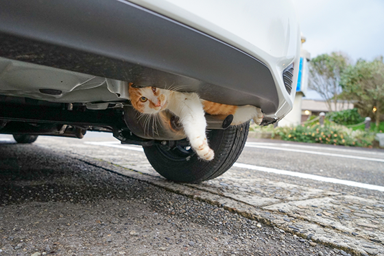 万が一、猫や車に被害が起きてしまったら